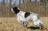 SETTER ANGLAIS 038